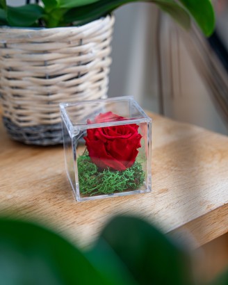 Vera Rosa Eterna
